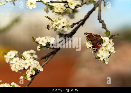 Ein schöner rot gemusterter Schmetterling auf blühenden Blütenbaumbästen Stockfoto