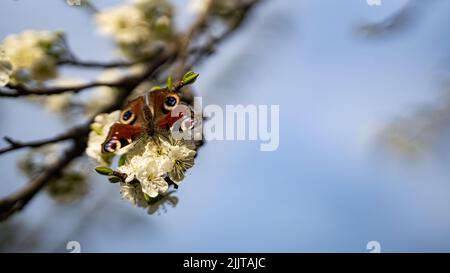 Ein schöner rot gemusterter Schmetterling auf blühenden Blütenbaumbästen Stockfoto