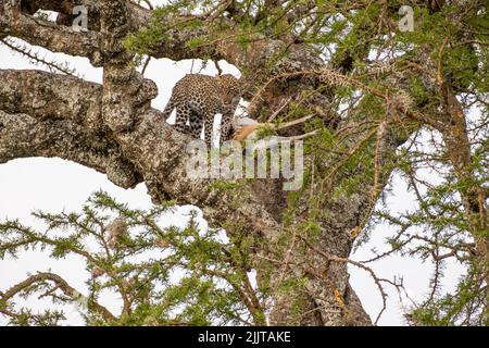 Leopard im Masai Mara Wildreservat von Kenia Stockfoto