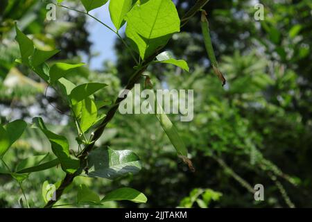 Eine Kletterpflanze (Clitoria ternatea) mit unreifen und zarten flachen Schoten enthält Samen Stockfoto