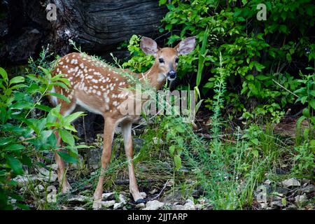 Ein gefleckter Damhirsch, der in der Nähe von grünen Pflanzen in einem Wald steht Stockfoto