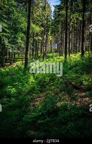 Sonnenstrahlen in einem Bergkiefernwald auf dem malerischen Weg von Jaworzyna Krynicka in den Beskid-Bergen Stockfoto