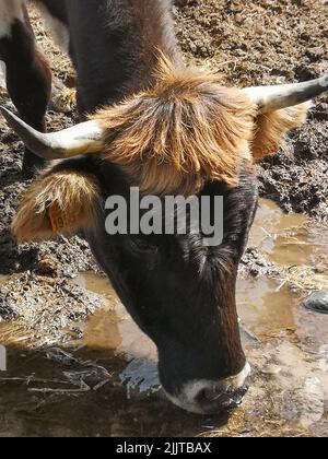 Eine vertikale Nahaufnahme einer Kuh, die ein schlammiges Wasser trinkt Stockfoto