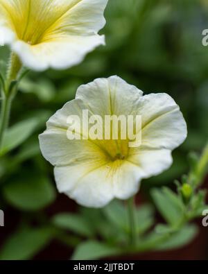 Eine flache Aufnahme von blütengrünen Surfinia-Blüten mit verschwommenem grünen Hintergrund Stockfoto