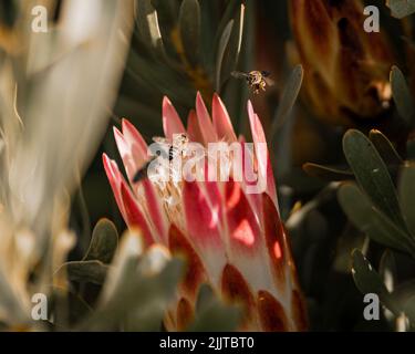 Eine Nahaufnahme von Honigbienen auf der rosa King protea Blume im Garten Stockfoto