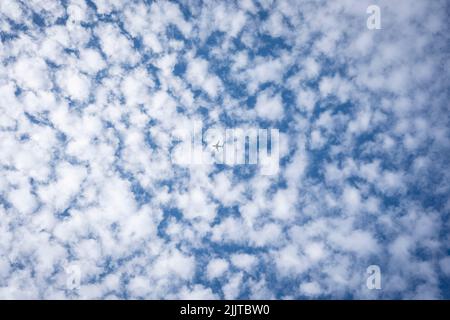 Ein einzelnes Jet-Flugzeug fliegt am 24.. Juli 2022 in London, England, über den Himmel im Süden Londons, dessen Form gegen die Altocumulus-Wolkenformationen silhouettiert ist. Altocumulus ist eine Wolke mittlerer Höhe, deren Höhe zwischen 2.000–7.000 m (7.000–23.000 ft) liegt. Stockfoto