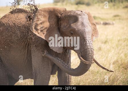 Elefant im Masai Mara Wildreservat von Kenia Stockfoto