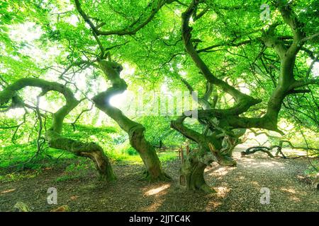 Überwuchert alte Buchen im Wald. Saison Sommer Stockfoto