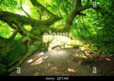 Überwuchert alte Buchen in einem Park. Saison Sommer Stockfoto