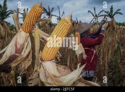 Banyuwangi, Ost-Java, Indonesien. 28.. Juli 2022. Ein Landwirt erntet Mais bei der Ernte 2. des Jahres auf einem Reisfeld im Dorf Pesanggaran, Banyuwangi, Provinz Ost-Java, Indonesien, am 28. Juli, 2022.das indonesische Landwirtschaftsministerium strebt für 2022 eine Maisanbaufläche von 4,26 Millionen Hektar (ha) und eine Maisproduktion von 23,10 Millionen Tonnen an. Im Jahr 2021 wird Indonesiens Maisproduktion von einer Erntefläche von 4,15 Hektar 15,79 Millionen Tonnen erreichen. (Bild: © Aman Rochman/ZUMA Press Wire) Stockfoto