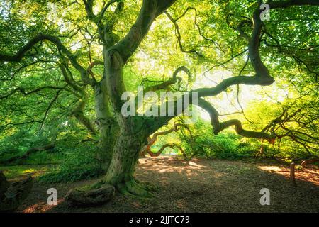 Überwuchert alte Buchen in einem Park. Grünes Licht im Sommer Stockfoto