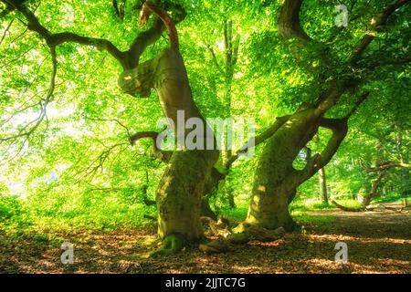 Große alte Süntel-Buchen in einem grünen Wald Stockfoto