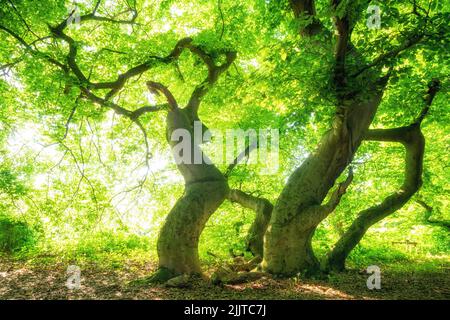 Große alte Buchen in einem grünen Wald Stockfoto