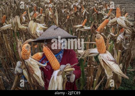 Banyuwangi, Ost-Java, Indonesien. 28.. Juli 2022. Ein Landwirt erntet Mais bei der Ernte 2. des Jahres auf einem Reisfeld im Dorf Pesanggaran, Banyuwangi, Provinz Ost-Java, Indonesien, am 28. Juli, 2022.das indonesische Landwirtschaftsministerium strebt für 2022 eine Maisanbaufläche von 4,26 Millionen Hektar (ha) und eine Maisproduktion von 23,10 Millionen Tonnen an. Im Jahr 2021 wird Indonesiens Maisproduktion von einer Erntefläche von 4,15 Hektar 15,79 Millionen Tonnen erreichen. (Bild: © Aman Rochman/ZUMA Press Wire) Stockfoto