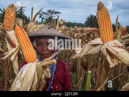 Banyuwangi, Ost-Java, Indonesien. 28.. Juli 2022. Ein Landwirt erntet Mais bei der Ernte 2. des Jahres auf einem Reisfeld im Dorf Pesanggaran, Banyuwangi, Provinz Ost-Java, Indonesien, am 28. Juli, 2022.das indonesische Landwirtschaftsministerium strebt für 2022 eine Maisanbaufläche von 4,26 Millionen Hektar (ha) und eine Maisproduktion von 23,10 Millionen Tonnen an. Im Jahr 2021 wird Indonesiens Maisproduktion von einer Erntefläche von 4,15 Hektar 15,79 Millionen Tonnen erreichen. (Bild: © Aman Rochman/ZUMA Press Wire) Stockfoto