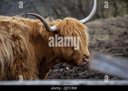 Eine Nahaufnahme einer schottischen Highland-Kuh im Freien Stockfoto