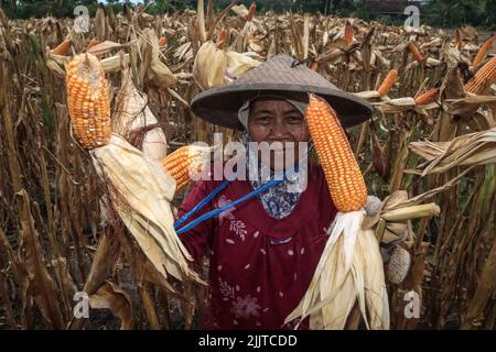 Banyuwangi, Ost-Java, Indonesien. 28.. Juli 2022. Ein Landwirt erntet Mais bei der Ernte 2. des Jahres auf einem Reisfeld im Dorf Pesanggaran, Banyuwangi, Provinz Ost-Java, Indonesien, am 28. Juli, 2022.das indonesische Landwirtschaftsministerium strebt für 2022 eine Maisanbaufläche von 4,26 Millionen Hektar (ha) und eine Maisproduktion von 23,10 Millionen Tonnen an. Im Jahr 2021 wird Indonesiens Maisproduktion von einer Erntefläche von 4,15 Hektar 15,79 Millionen Tonnen erreichen. (Bild: © Aman Rochman/ZUMA Press Wire) Stockfoto