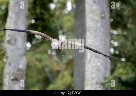 Ein Weißkopfseeadler im Flug mit weit ausgebreiteten Flügeln Stockfoto