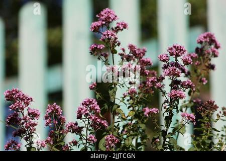 BYSTRETS, UKRAINE - 25. JULI 2022 - Oregano wächst im Dorf Bystrets, Bezirk Werchovyna, Region Ivano-Frankivsk, Westukraine. Dieses Foto kann nicht Stockfoto