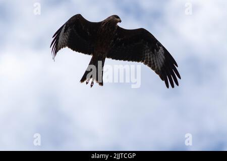 Ein schwarzer Drachenvögel (Milvus migrans) mit weit ausgebreiteten Flügeln auf Himmelshintergrund Stockfoto