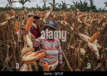 Banyuwangi, Ost-Java, Indonesien. 28.. Juli 2022. Zwei Bauern ernten bei der Ernte 2. des Jahres auf einem Reisfeld im Dorf Pesanggaran, Banyuwangi, Provinz Ost-Java, Indonesien, am 28. Juli Mais. 2022.das indonesische Landwirtschaftsministerium strebt für 2022 eine Maisanbaufläche von 4,26 Millionen Hektar (ha) und eine Maisproduktion von 23,10 Millionen Tonnen an. Im Jahr 2021 wird Indonesiens Maisproduktion von einer Erntefläche von 4,15 Hektar 15,79 Millionen Tonnen erreichen. (Bild: © Aman Rochman/ZUMA Press Wire) Stockfoto