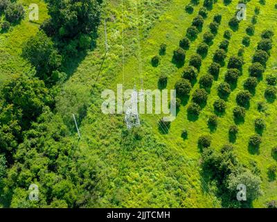 Luftaufnahme mit Drohne von Hochspannungsmasten im Wald. Flug über Stromübertragungsleitungen in grüner Landschaft. Stockfoto