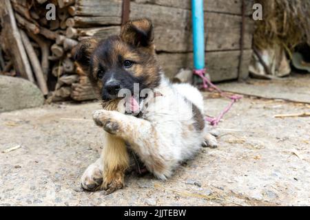 Der kleine Hund legt sich hin und frisst liebend das Bein einer Ziege, hält es mit seiner Pfote fest. Nahaufnahme Stockfoto