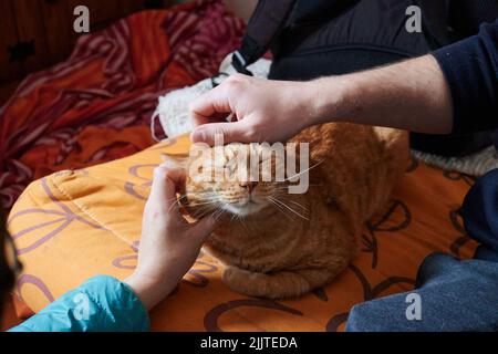 Menschliche Hände streicheln eine flauschige Ingwerkatze und entspannen sich auf der Couch Stockfoto