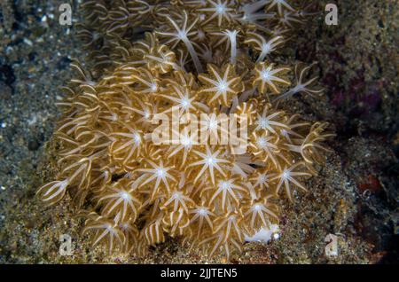 Blume Weichkorallen, Xenia sp., Xeniidae, Anilao, Batangas, Philippinen, Indo-pazifischer Ozean, Asien Stockfoto