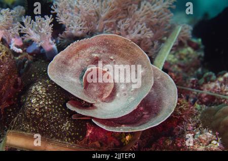 Elephant Ear Sponge, Ianthella Basta, Ianthellidae, Anilao, Philippinen, Asien Stockfoto