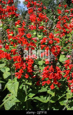 Scharlachrote Salbei (Salvia coccinea 'Lady in Red') blüht. Stockfoto