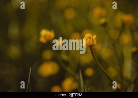 Eine Nahaufnahme der gelben Blütenknospen auf der grünen Wiese. Shalloe-Fokus. Stockfoto