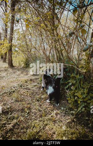 Eine vertikale Aufnahme der zweifarbigen Katze, die die Büsche im Park schnüffelt. Stockfoto