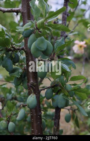 Victoria Pflaumenbaum mit unreifen Früchten Surrey England Stockfoto