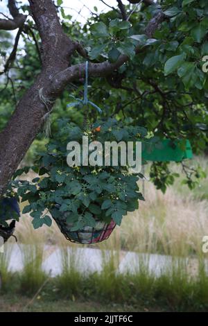 Tomatina Baby Tomaten wachsen im Hängenden Korb auf Pflaumenbaum Surrey England Stockfoto