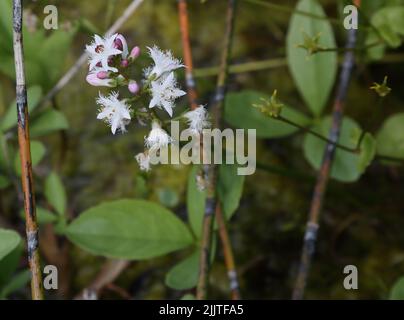 Moorbohne (Menyanthes Trifoliata) blühend in Pond Surrey England Stockfoto