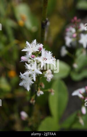 Moorbohne (Menyanthes Trifoliata) blühend in Pond Surrey England Stockfoto