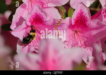 Eine Nahaufnahme einer Hummel, die rosa Azaleen-Blüten bestäubt, die gegen grüne Blätter im Sonnenlicht wachsen Stockfoto