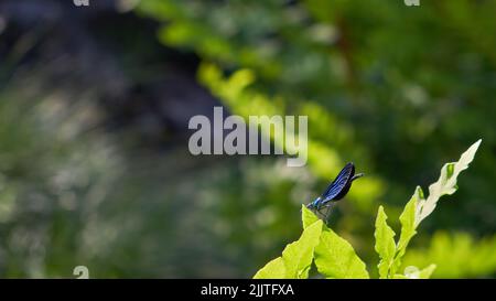 Eine Nahaufnahme einer blauen Libelle, die auf einem Blatt sitzt Stockfoto