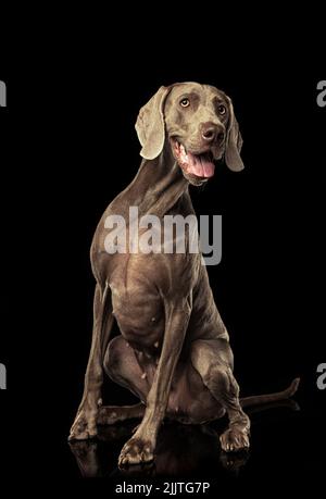 Porträt von anmutigen silbernen Farbe Weimaraner Hund isoliert auf dunklem Hintergrund. Konzept von Schönheit, Kunst, Tier, Tierarzt und Werbung Stockfoto