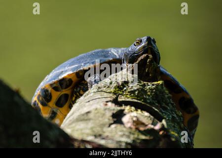 Nahaufnahme einer gelbbauchigen Schildkröte in einem Park vor unscharfem Hintergrund Stockfoto