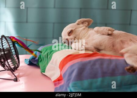 Ein weißer Chihuahua schläft auf einem bunten Kissen vor dem Ventilator, Hitzewelle, Tierpflege. Stockfoto