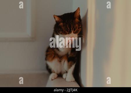 Eine Katze, die auf einem Couchrand sitzt, mit ihrer Spiegelung an der Wand Stockfoto