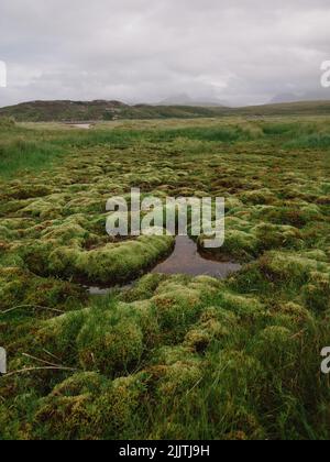 Sumpfmoos feuchte Landschaft des Achnahaird Beach in der Nähe von Achiltibuie in Ross und Cromarty, Highland, an der Coigach-Küste im Nordwesten Schottlands Stockfoto