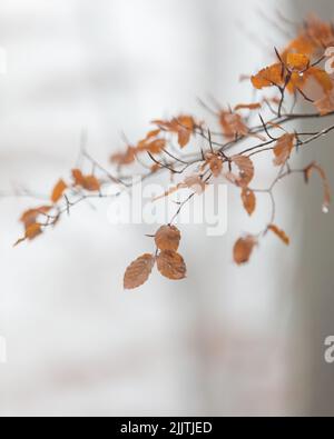 Der Ast eines Baumes mit herbstlich trockenen Blättern und Wassertropfen an einem nebligen Tag Stockfoto