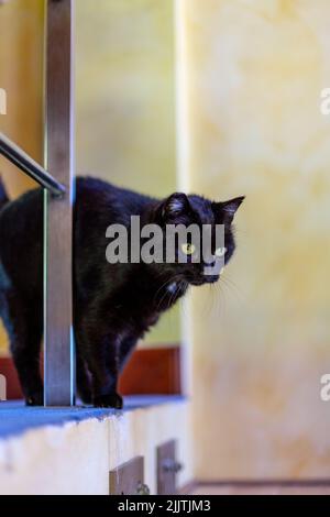 Eine vertikale Seitenansicht eines schwarzen Katzenkopfes Stockfoto