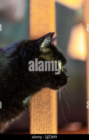 Eine vertikale Seitenansicht eines schwarzen Katzenkopfes Stockfoto