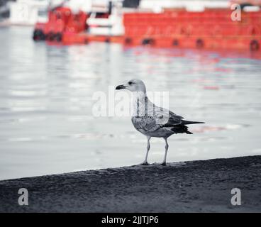 Eine Nahaufnahme einer Möwe, die am Rande eines Ufers steht und den See in Graustufen betrachtet Stockfoto