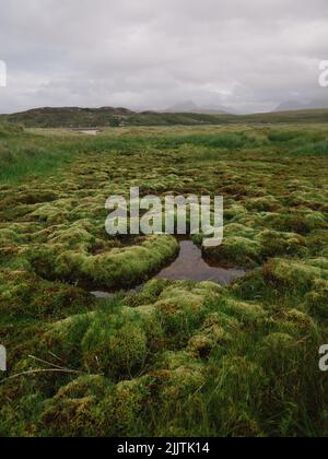 Sumpfmoos nasse Landschaft des Achnahaird Beach in der Nähe von Achiltibuie in Ross und Cromarty, Highland, Schottland Großbritannien - Sumpfflora Stockfoto