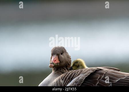 Eine Nahaufnahme der Gans und der Gänse, die im Park ruht Stockfoto